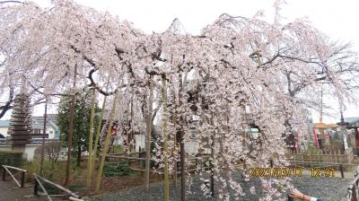 見ごろになった地蔵院の枝垂れ桜