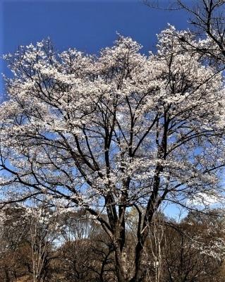 府中市郷土の森公園で春を見つけて