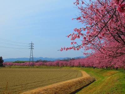 埼玉の真ん中　坂戸、東松山へ（北浅羽桜堤公園の安行寒桜～こども動物自然公園）