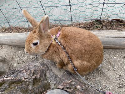 南ヶ丘牧場と温泉でのんびり