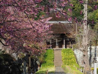 春うらら。西方寺に早咲きの桜を観に行き、木蓮に息をのんだ横浜散歩。花より団子はベトナム料理で。