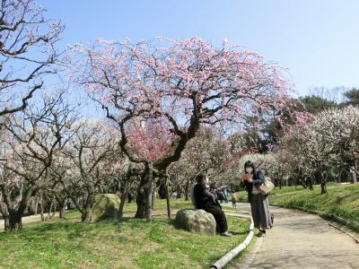 今年初めての大阪万博記念公園、”咲き始めの梅見物＆オッチャン達のOB会”を楽しんで、後日、再び、”見ごろの梅見物”を楽しむ。（2023）
