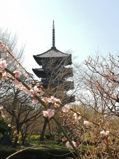 京都麹仕込み体験