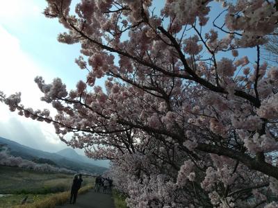 春めき桜　開花しました♪お花見出かけましょう～(⌒∇⌒)ー春木径・幸せ道ー