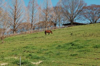 春の陽気に誘われて・・行福寺のシダレザクラと鞍ケ池公園へ