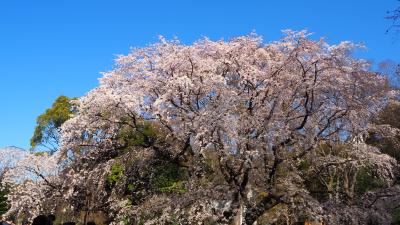 駒込周辺を散策～六義園のしだれ桜、駒込富士神社、東洋文庫をめぐります～