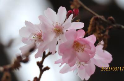 美しかった十月桜の二番花