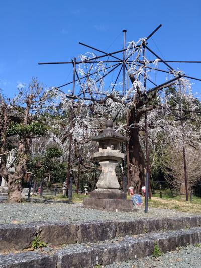 【ちょっとお出掛け】枝垂れ桜を見てきましょう!! <野依八幡社>