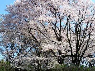 団塊夫婦の桜巡りドライブ・２０２３－（速報）早くも見ごろを迎えた多摩の桜とコブシ