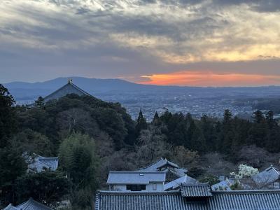いにしえの奈良の都の八重桜３