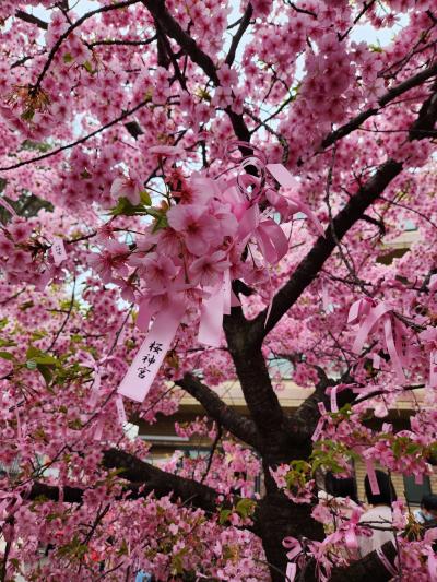 東京で河津桜と台湾料理ランチ