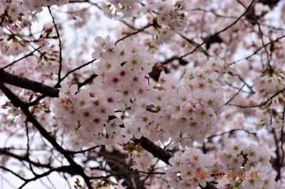 2023 桜満開になったばかりの『上野恩賜公園 うえの桜まつり』に行ってみた