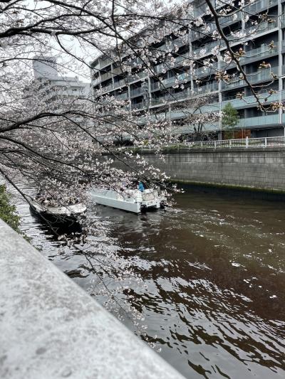 今年も桜を見に目黒川へ～ちょっと桜は早かったけどよく歩きました！