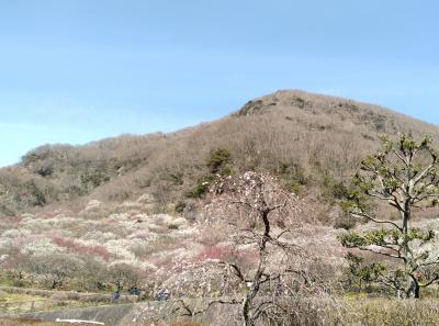 湯河原温泉(旅館 魚判)~の旅!