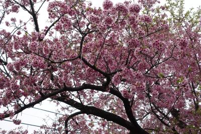 20230321-3 北千住 桜並木から、さらに寄り道の柳原千草園。春の広場には桜が。