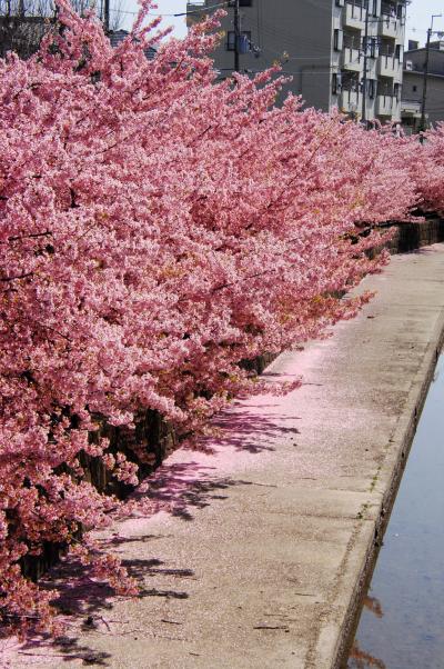 2023年花便り･淀水路の河津桜