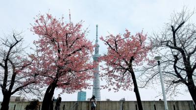 最後の家族旅行？～根津、合羽橋、浅草