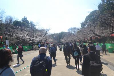 上野の桜開花と隅田川クルーズ