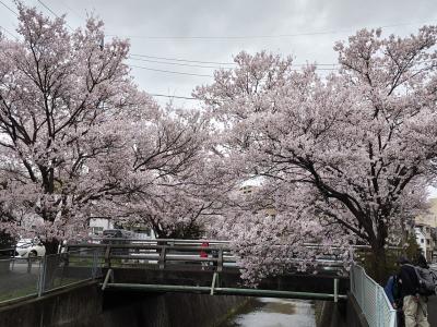 プチプチ旅　春が来た！まもなく見頃の麻生川桜まつり（柿生から新百合ヶ丘へ）