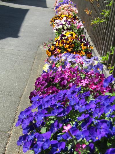 日蓮水の通りの家々には鉢植えの花々（鎌倉市大町5）