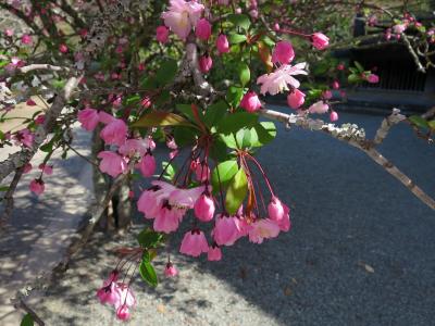 季節の花に逢いに行こう！まるで砂糖菓子ピンクの海棠＠妙本寺、ランチはドイツパンのオープンサンド♪
