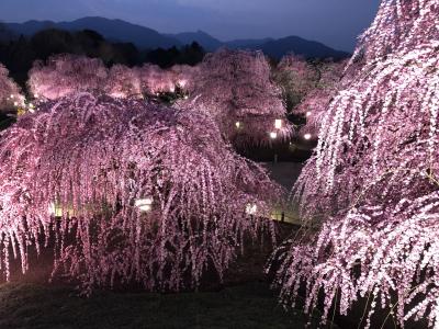 しだれ梅　「一生に一度」の言葉にひかれて