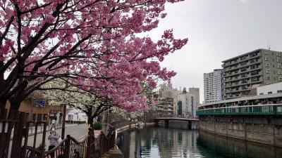 横浜 桜めぐり①