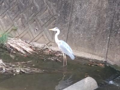 【お散歩テケテケ】動物園の外の動物を見に行こうⅣ。 <のんほいパーク北側外周>