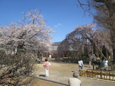 流山市の名都借・清瀧院・枝垂れ桜・染井吉野・2023年3月