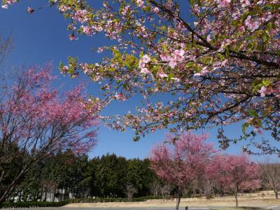 「みやぎ千本桜の森」のサクラ_2023_河津桜は散り、染井吉野はツボミ、菜の花は満開でした（前橋市）