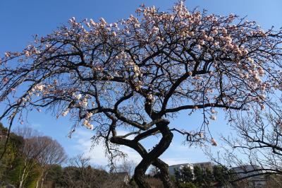 馬場花木園散歩　２月の花（１３種）２０２３年