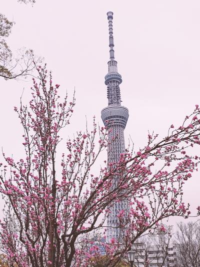 隅田川でお花見