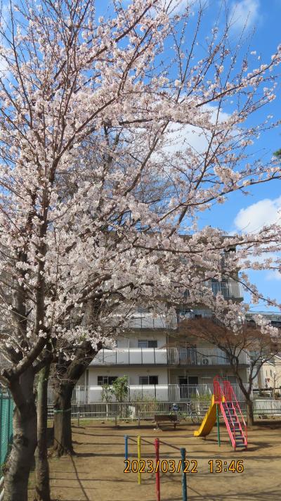 西鶴ケ岡公園の咲き始めた桜