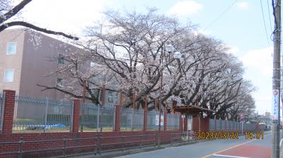 文京学院大学構内の桜