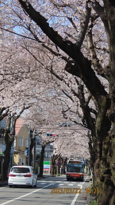 満開になった桜のトンネル