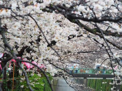 東京 桜名所めぐり【1】　目黒川・千鳥ヶ淵・靖国神社・上野公園　2023.3.23