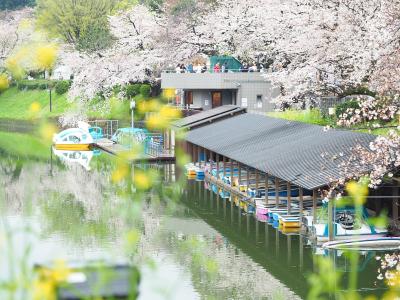 東京 桜名所めぐり【2】　目黒川・千鳥ヶ淵・靖国神社・上野公園　2023.3.23