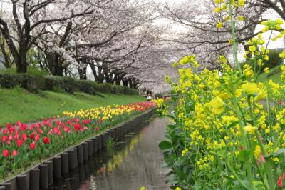 花散らしの雨の前に…　　江川せせらぎ緑道にて