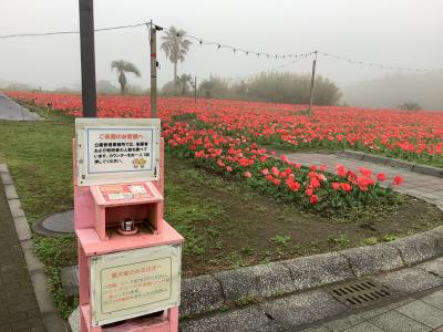 霧島ヶ丘公園にチューリップを見に行って見た