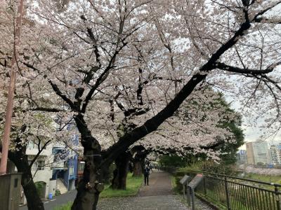 花が咲いたから出勤前に、飯田橋駅から市ヶ谷駅まで一駅分を、中央線沿いに桜並木がある外濠公園を歩きました。