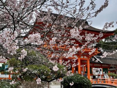 京都の桜2023