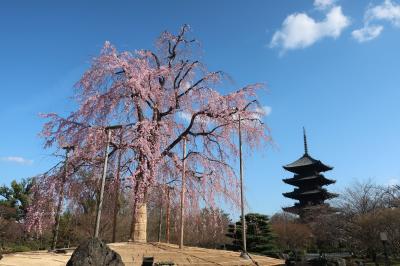 【春の京都・滋賀旅行　その1】海外旅行者が多くなってきた伏見稲荷大社と桜満開の東寺