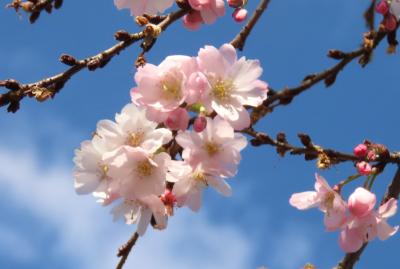 美しかった冬桜