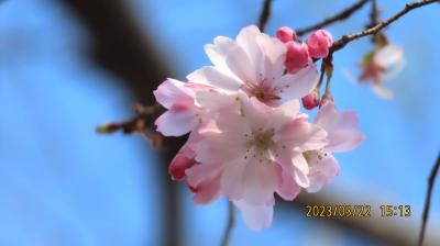 美しかった十月桜の二番花