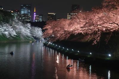 早すぎた開花で満開時期は天気が悪かったけど､4年ぶりの行動制限がない桜の季節が到～来！