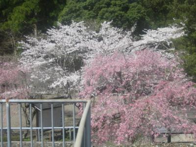 2022春・関西の旅（パート５：愛知と三重の桜を楽しみつつ尾鷲へ）　