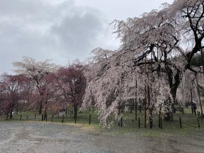 春休みの奥秩父の旅一泊二日　二日目　～清雲寺の枝垂れ桜と秩父祭り会館編～