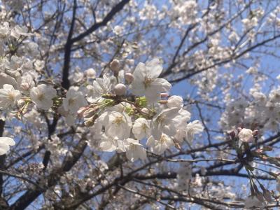 湯島天満宮の梅・亀戸天神の梅・千鳥ヶ淵の桜