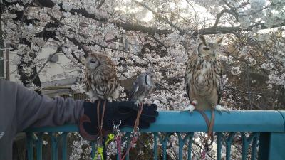 今年も桜の季節がやって参りました!