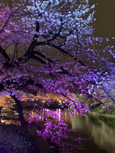 東京夜桜巡りの旅　八重洲さくら通り~九段坂公園~千鳥ヶ淵緑道~毛利庭園~けやき坂~六本木さくら坂~ミッドタウン